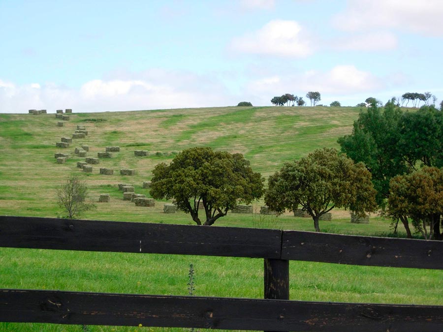 Pradera en finca agrícola para pasto de animales en Madrid